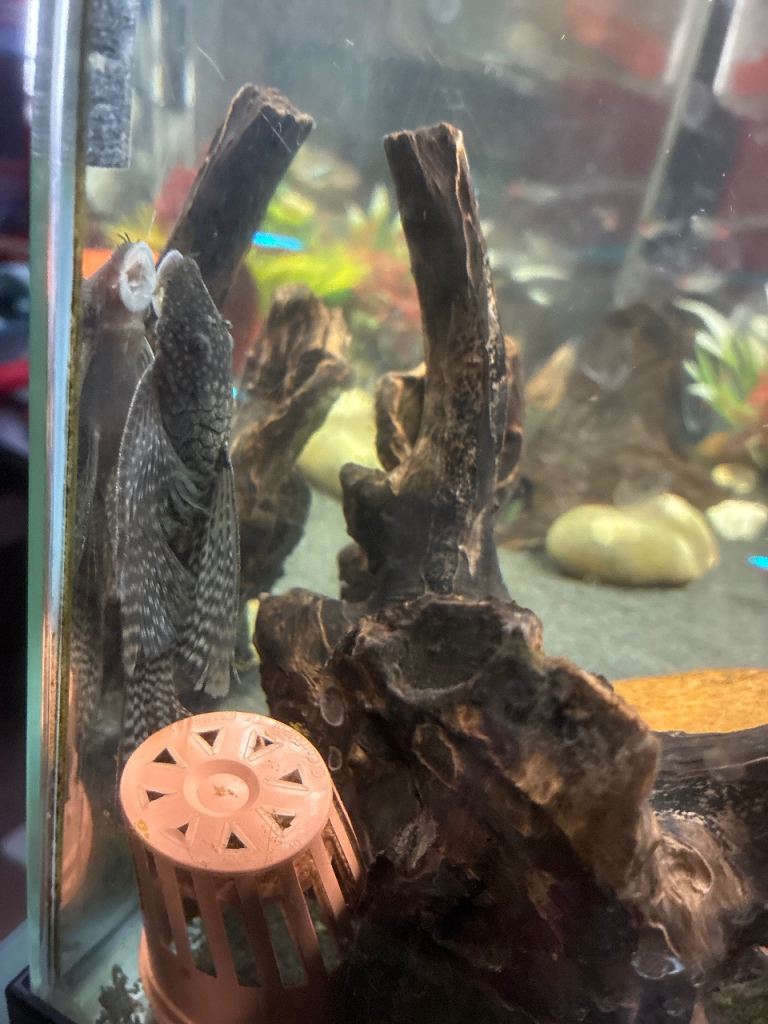 Common bristlenose tropical fish male x 4