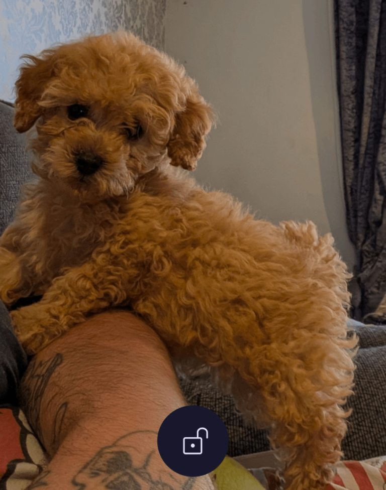 🐾 Coco – Miniature Poodle 🐾