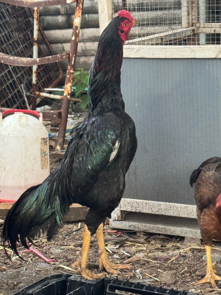 Pakistani Aseel Bird Chicken 
