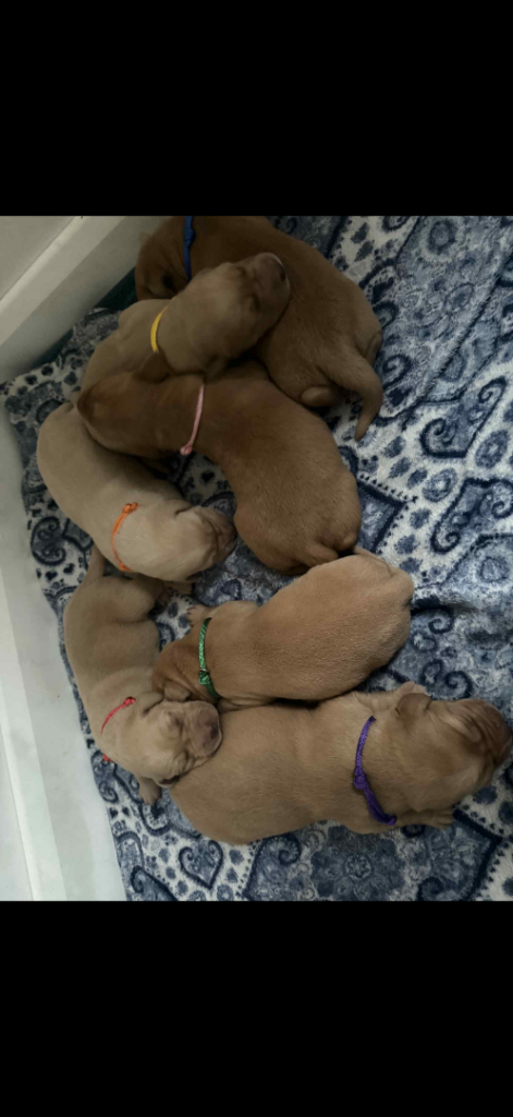 Lab puppies looking for loving homes