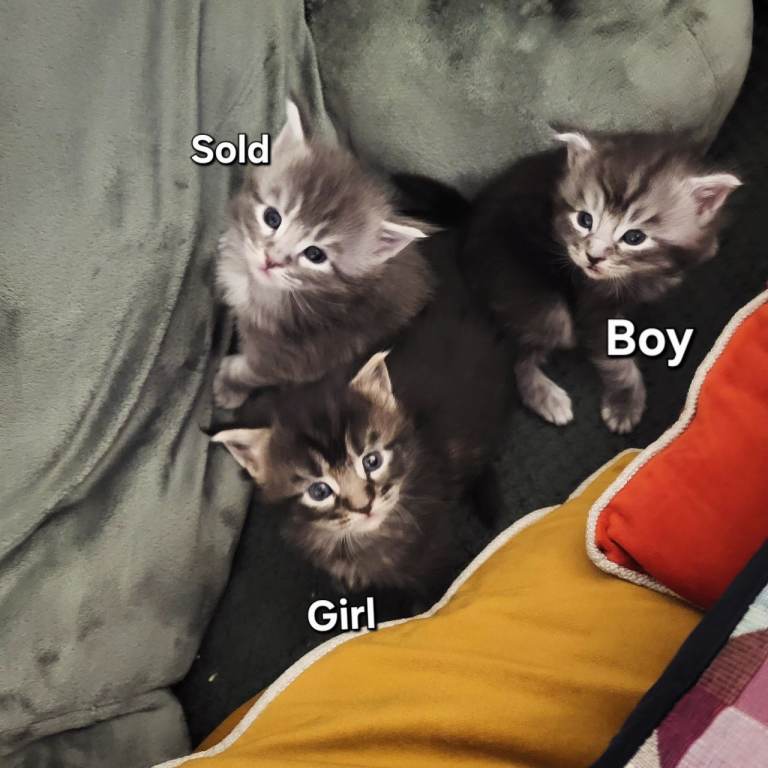 🐾 Stunning Registered Maine Coon Kittens – Only 2 Left! 🐾