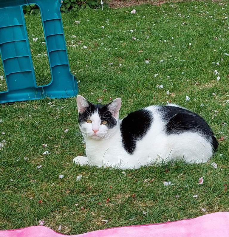 Cat looking for new home 