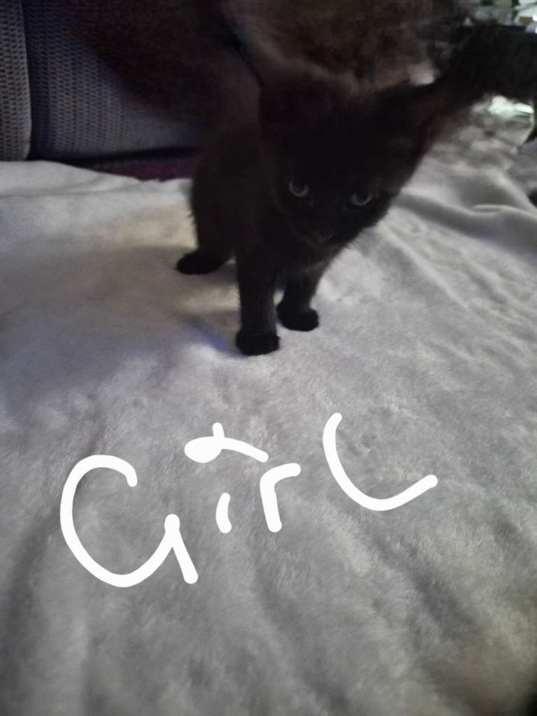 Kittens