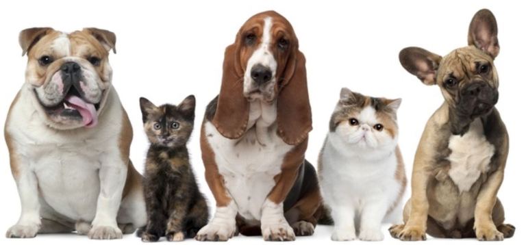 Professional Cat Sitter in E4/Highams Park, etc