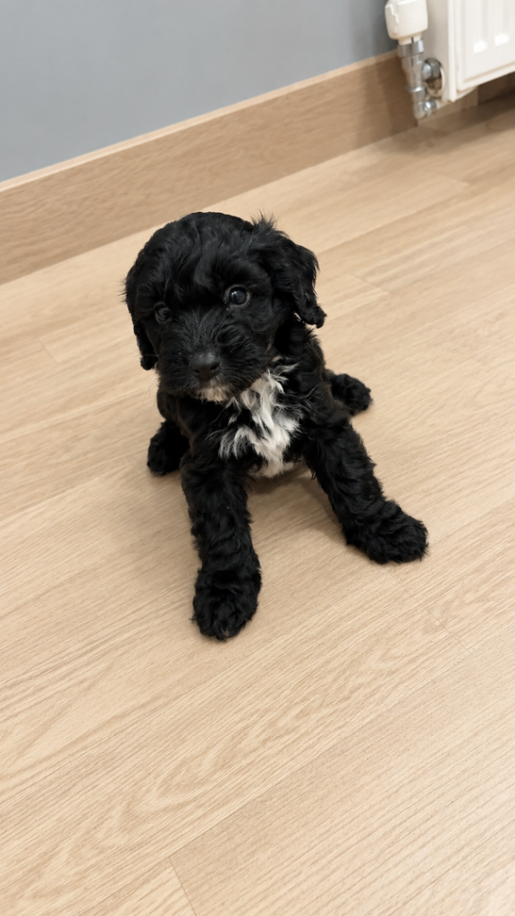 REDUCED 2 beautiful cockapoo puppies 