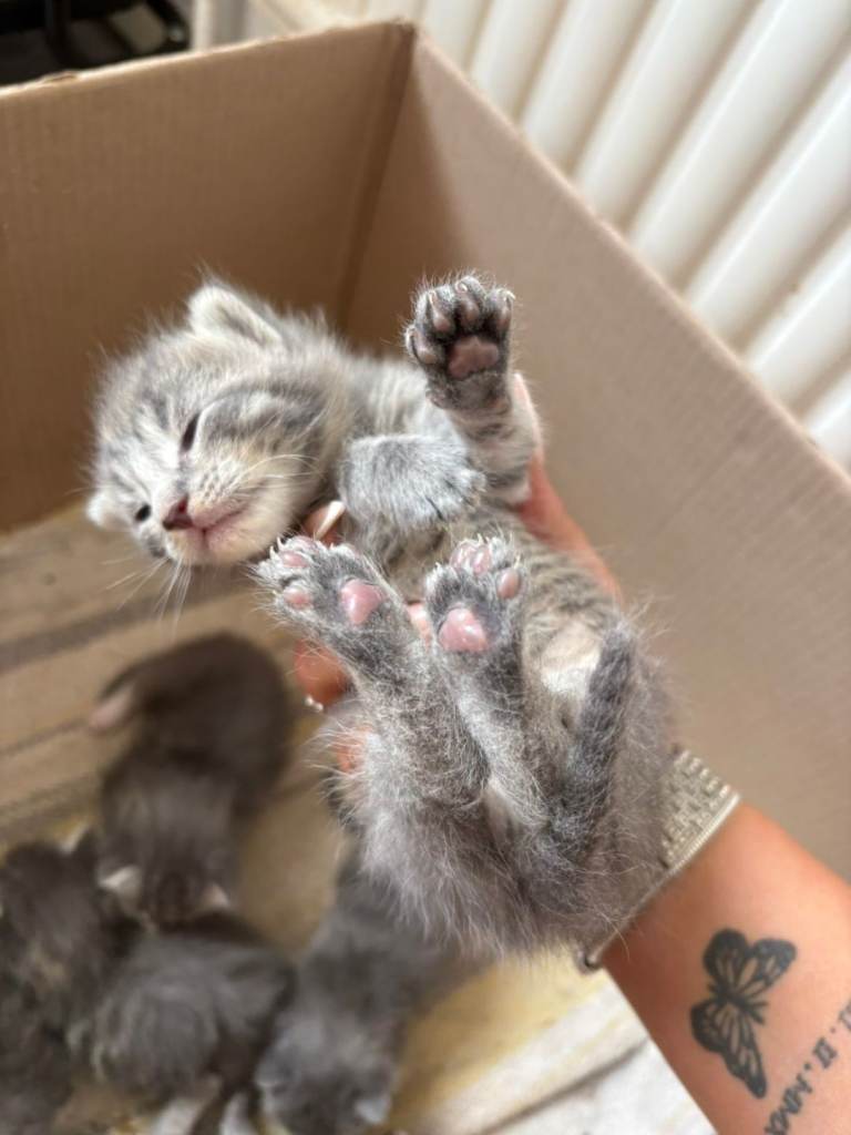 Mainecoon kittens kittens 