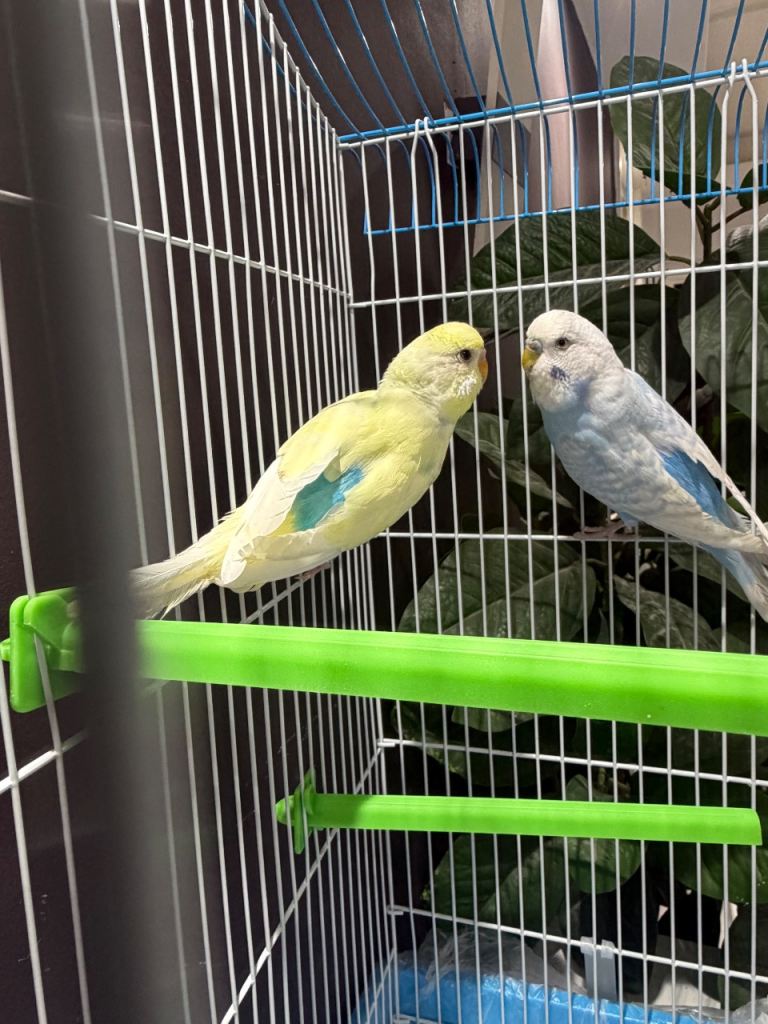 Pair of budgies with cage 