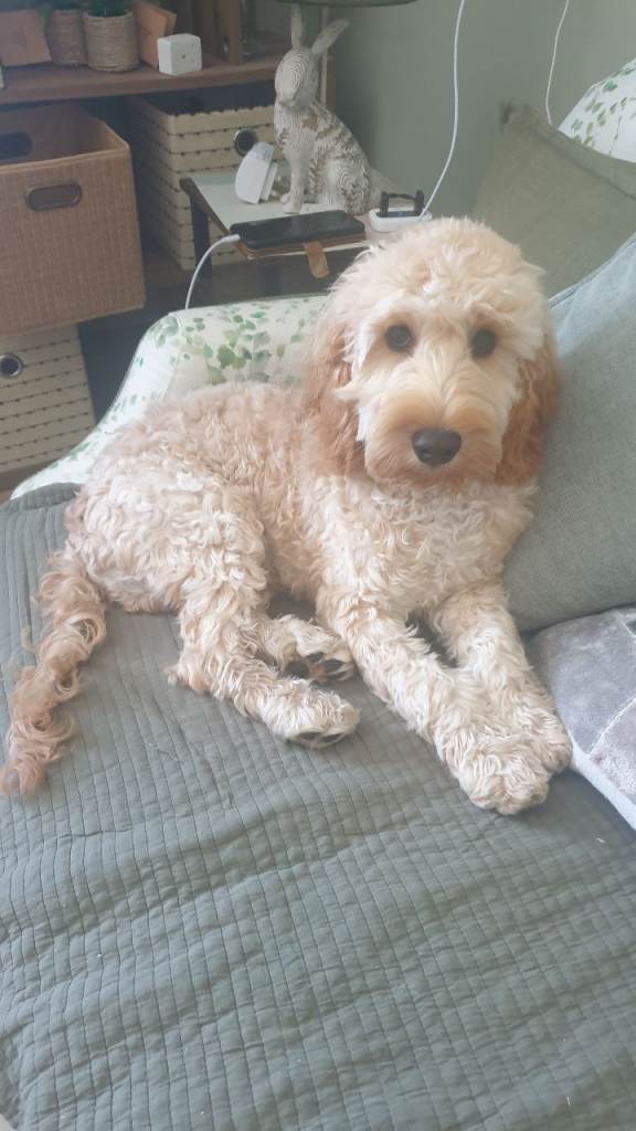 Cockapoo for sale £400
