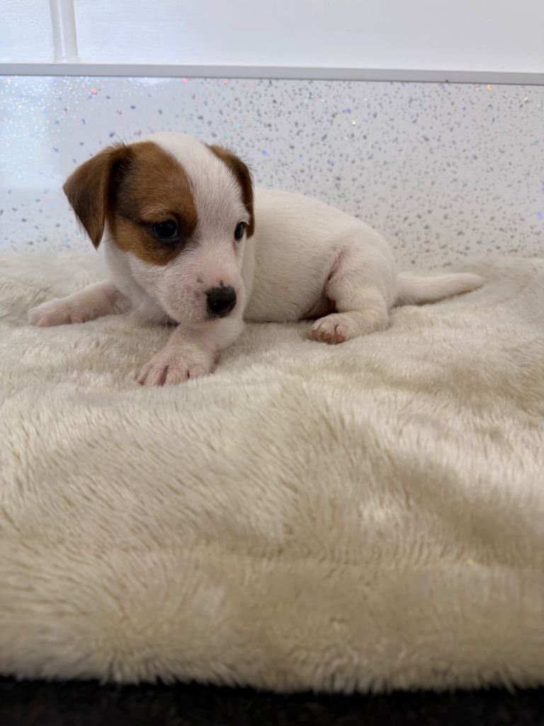 Beautiful Jack Russel terrier boy 