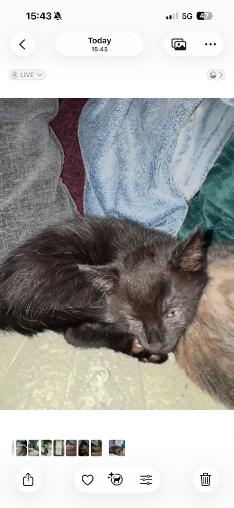 4 kittens - 1 black male kitten left
