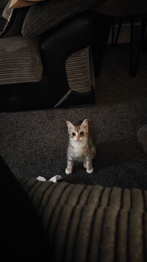 Adorable Silver Tabby Kitten BSH/BLH
