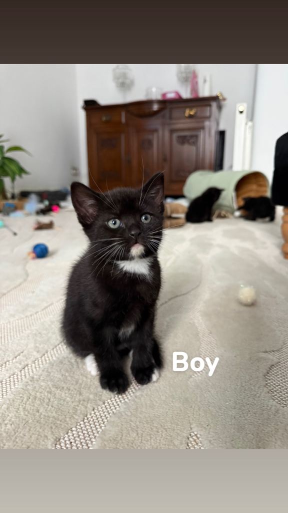 Tuxedo boy kitten looking for forever home 