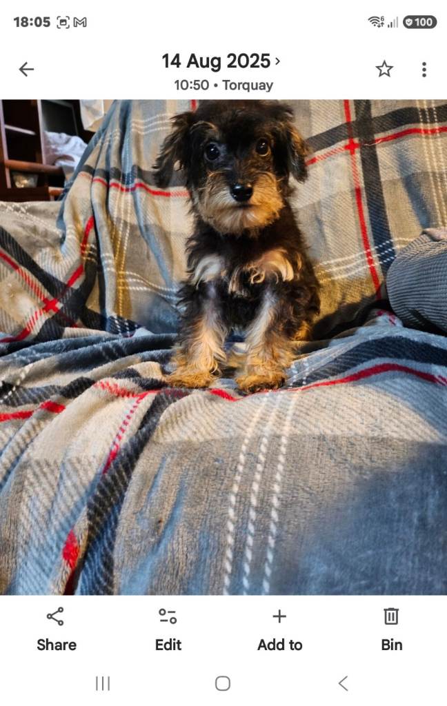 Schnoodles