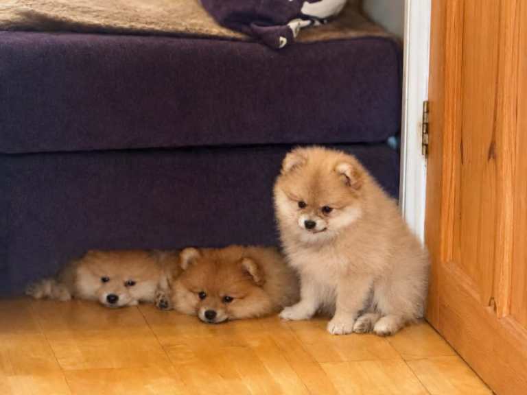 Beautiful pomeranian puppies