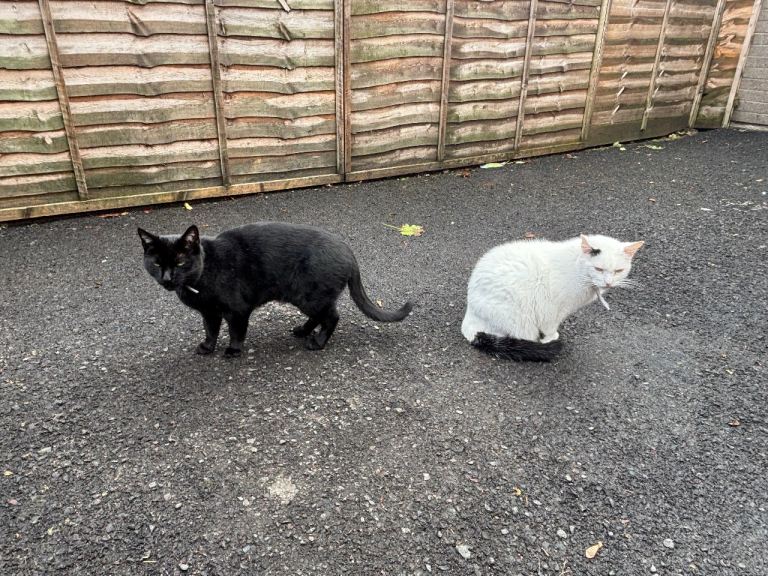 2 beautiful cats for sale