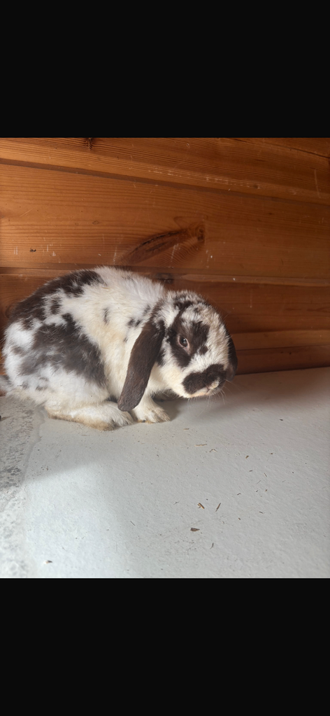 MALE MINI LOP RABBIT WITH INDOOR CAGE