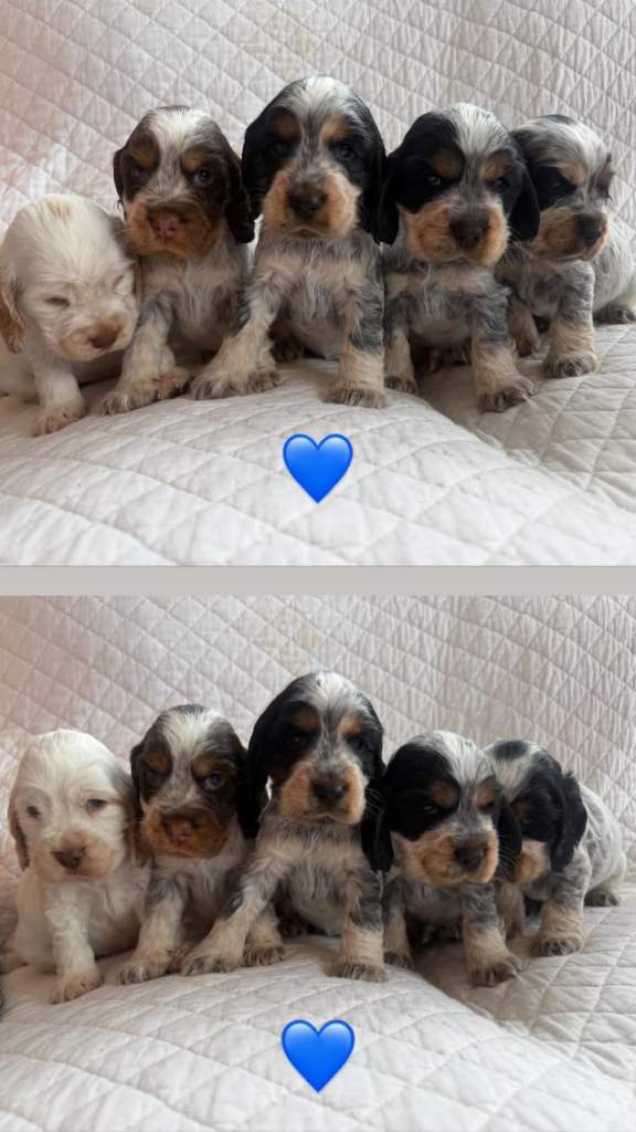 Kc reg Show type cocker spaniel puppies