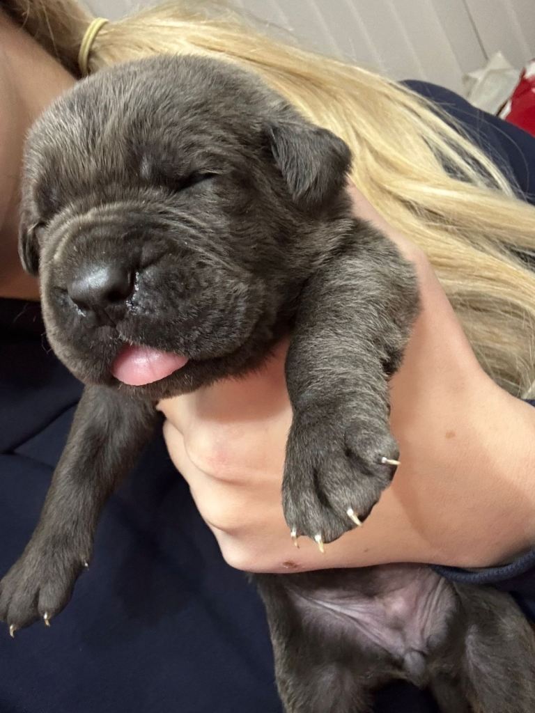 Cane corso puppies 