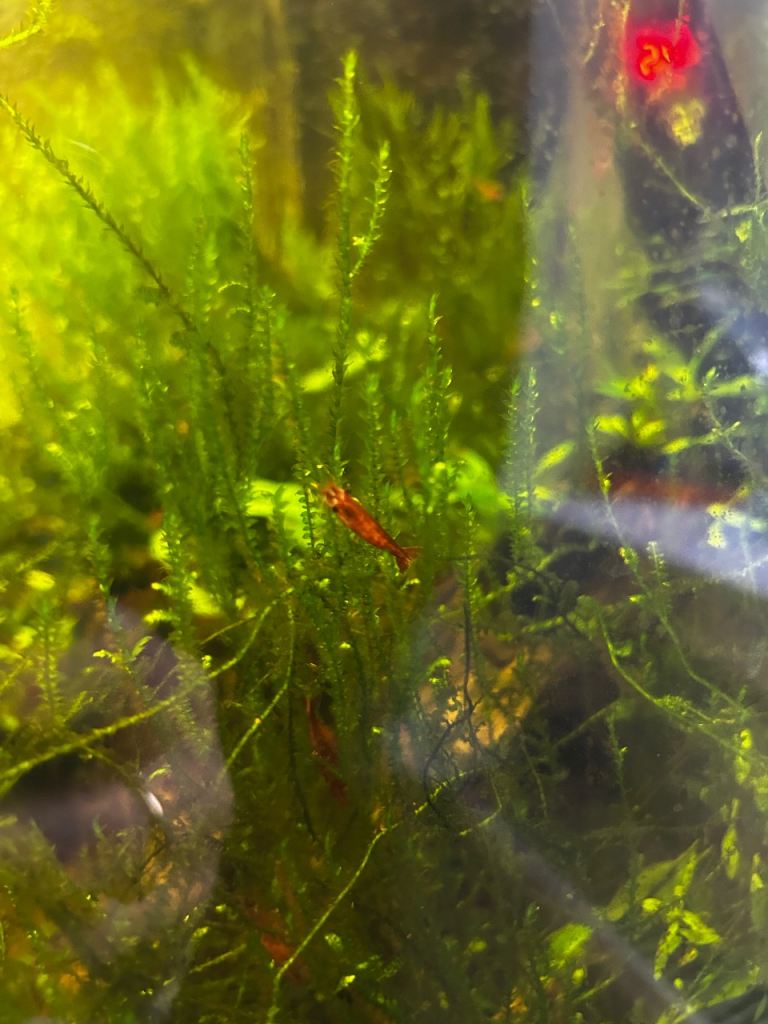 Red Cherry Shrimp