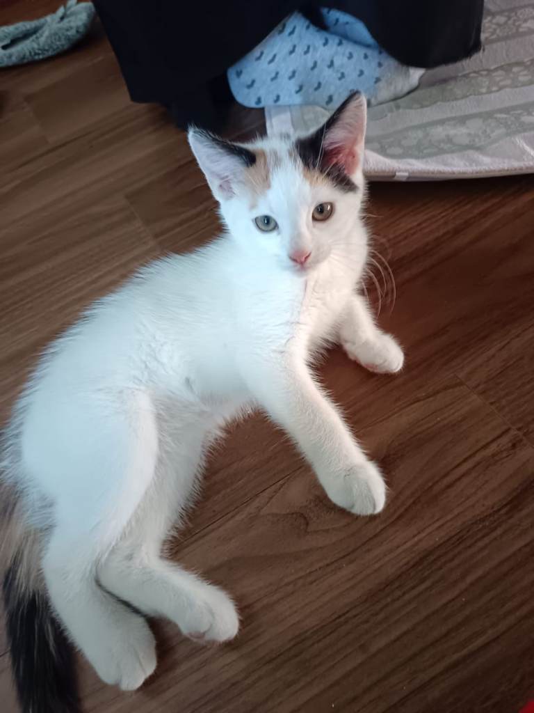Kitten 