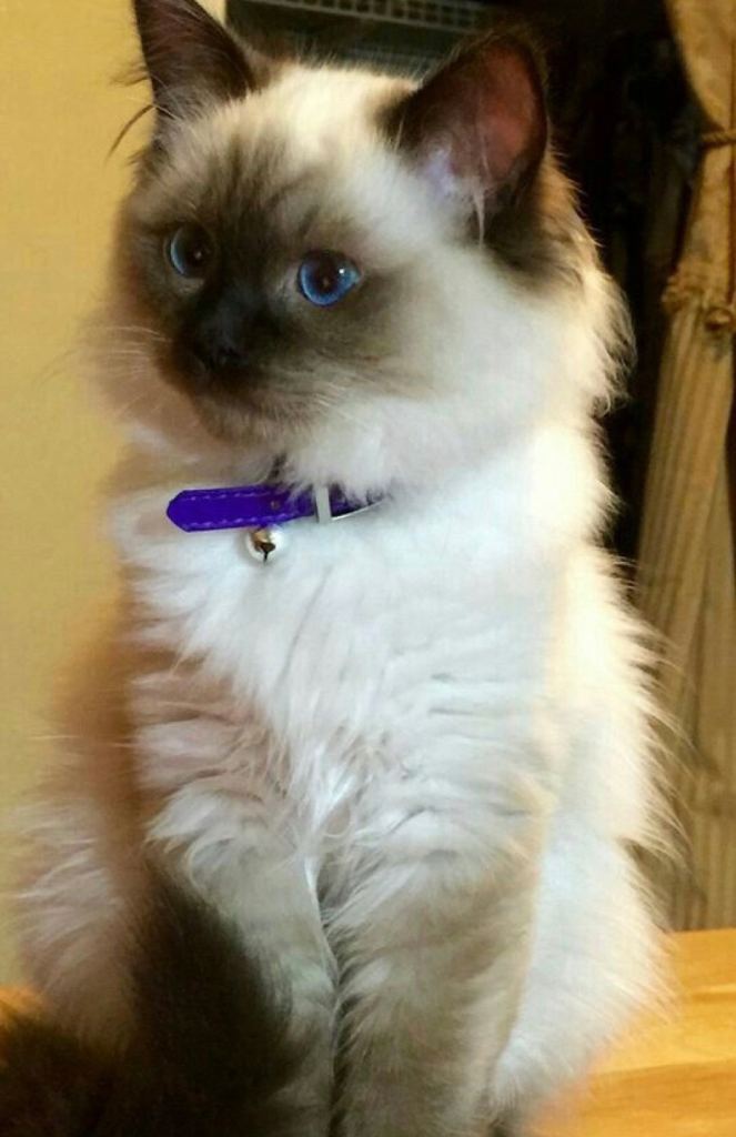     Fluffy Blue-Eyed Ragdoll Kitten looking for a forever home