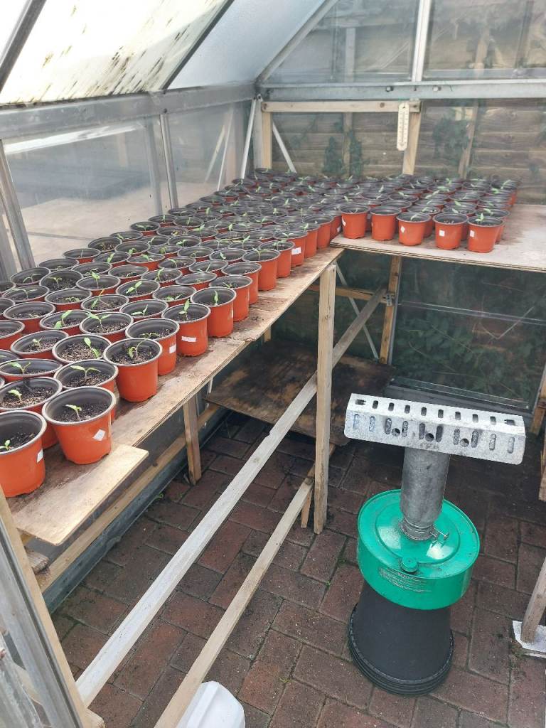 shirley tomatoe plants 