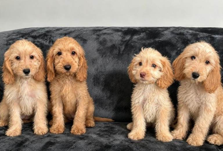 Cockapoo Girls Ready Now