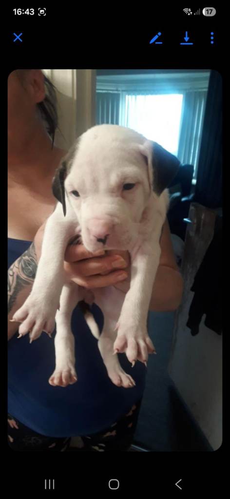 American bull dogs 