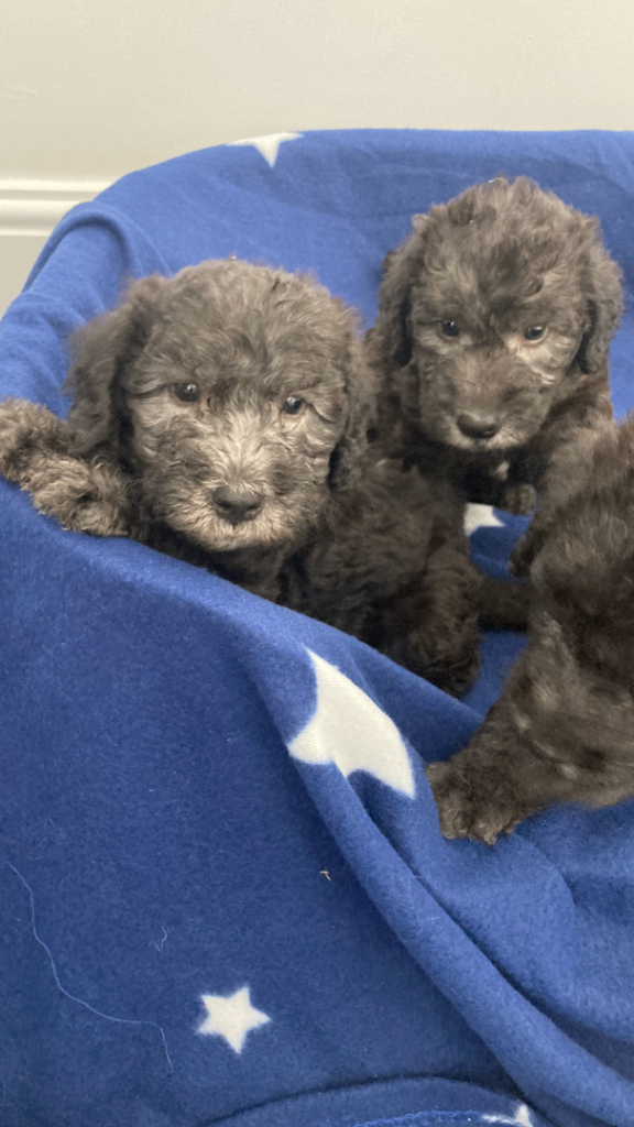 Blue Bedlington Terrier Puppies 🐶 3 BOYS AVAILABLE 💙