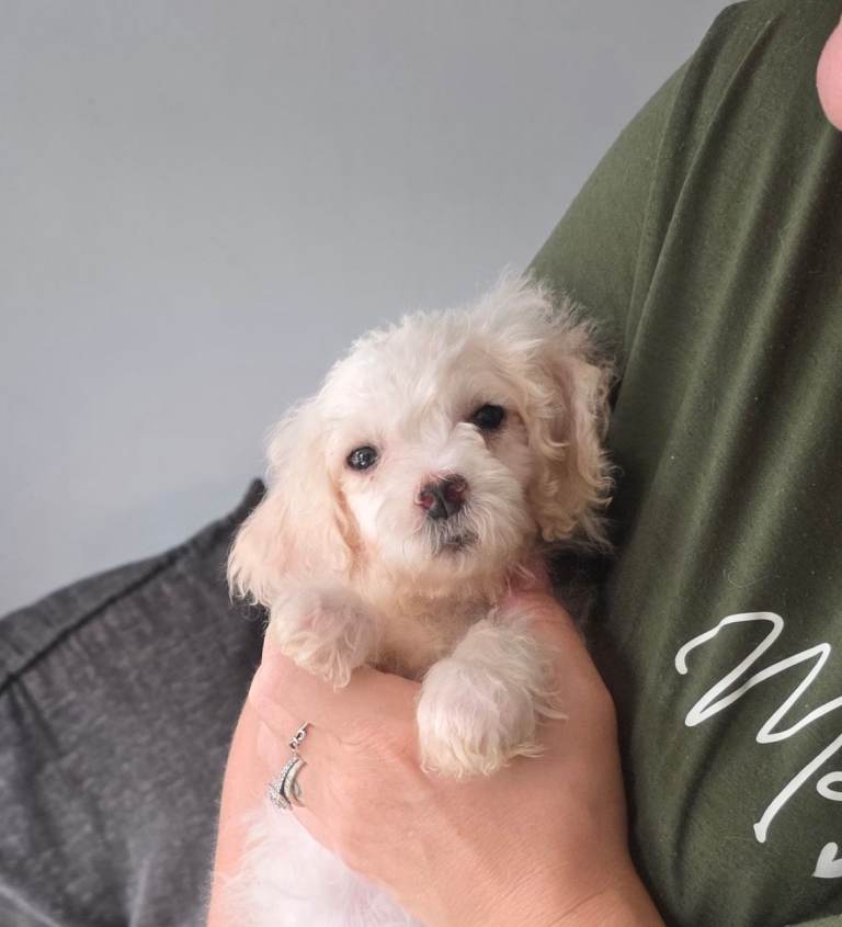 1 male cockerchon pups left