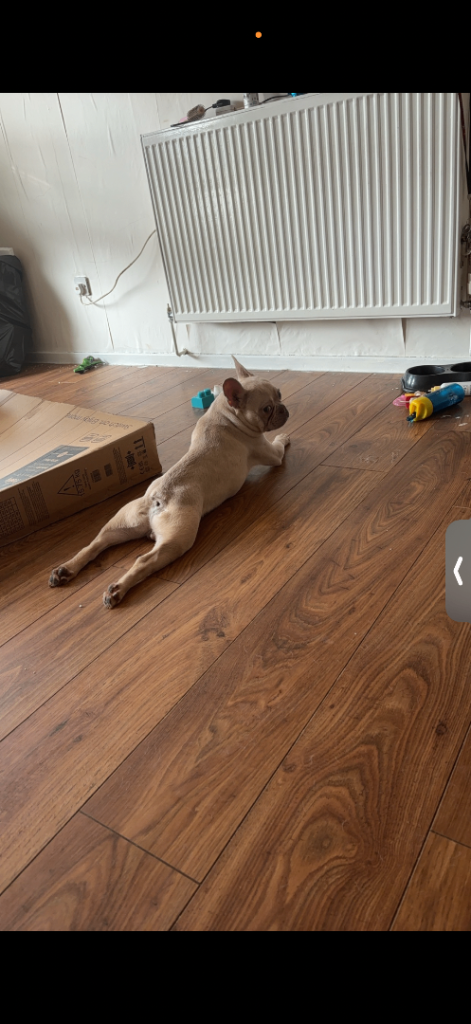 French bulldog platinum 