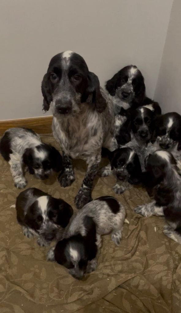KC Registered Cocker Spaniel Pups
