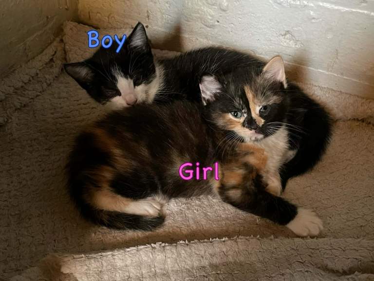 Kittens 