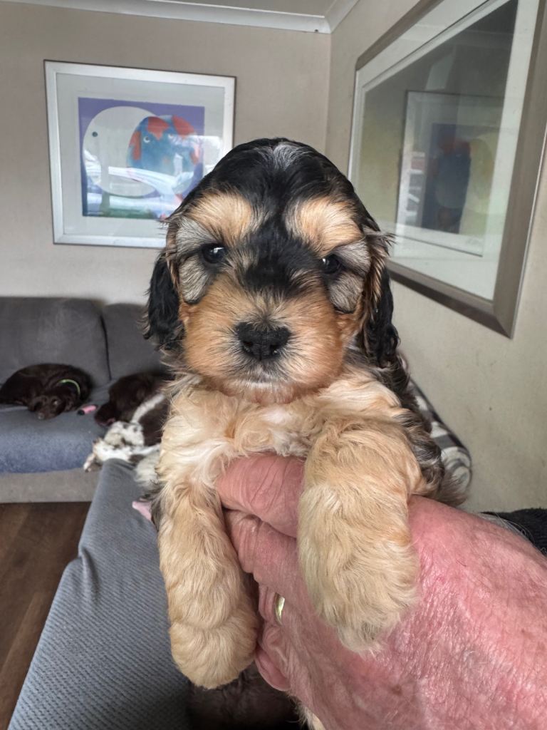 Cockapoo Puppies