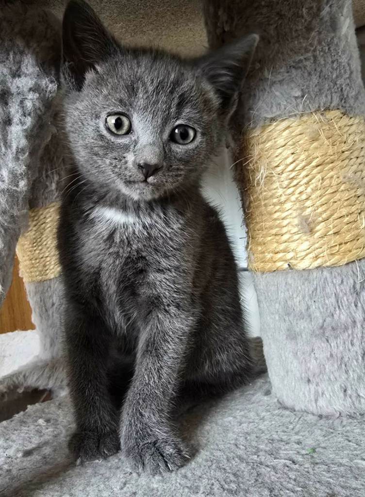 🐾 Cute kittens looking for new homes 🐾
