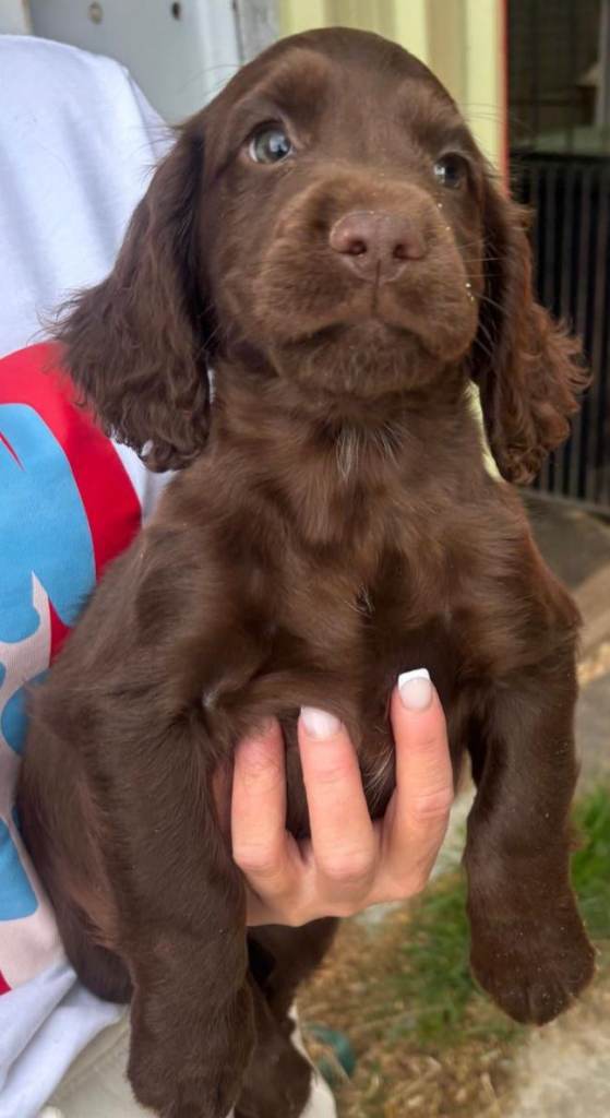 Cocker spaniels 
