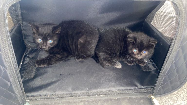 2 black kittens