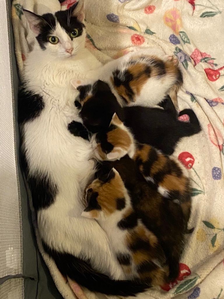 Kittens