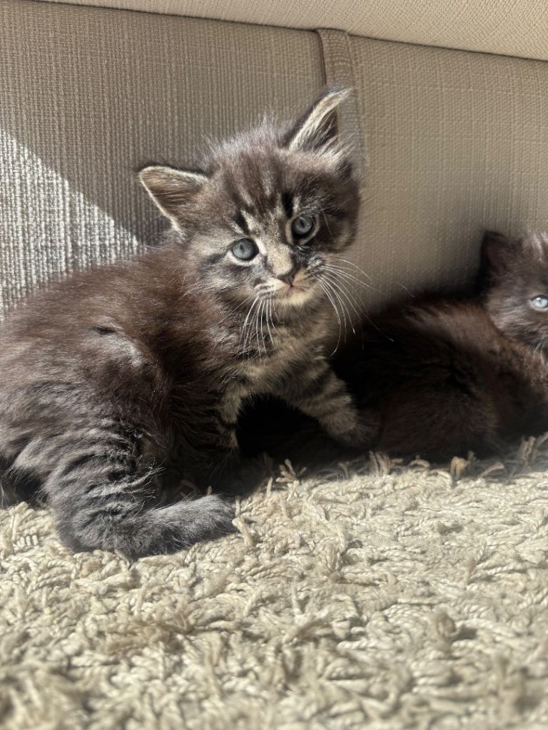 Kittens for sale 