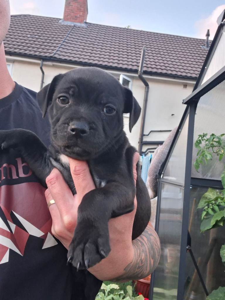 Adorable staffy puppy🤩😍 just 2girl left 