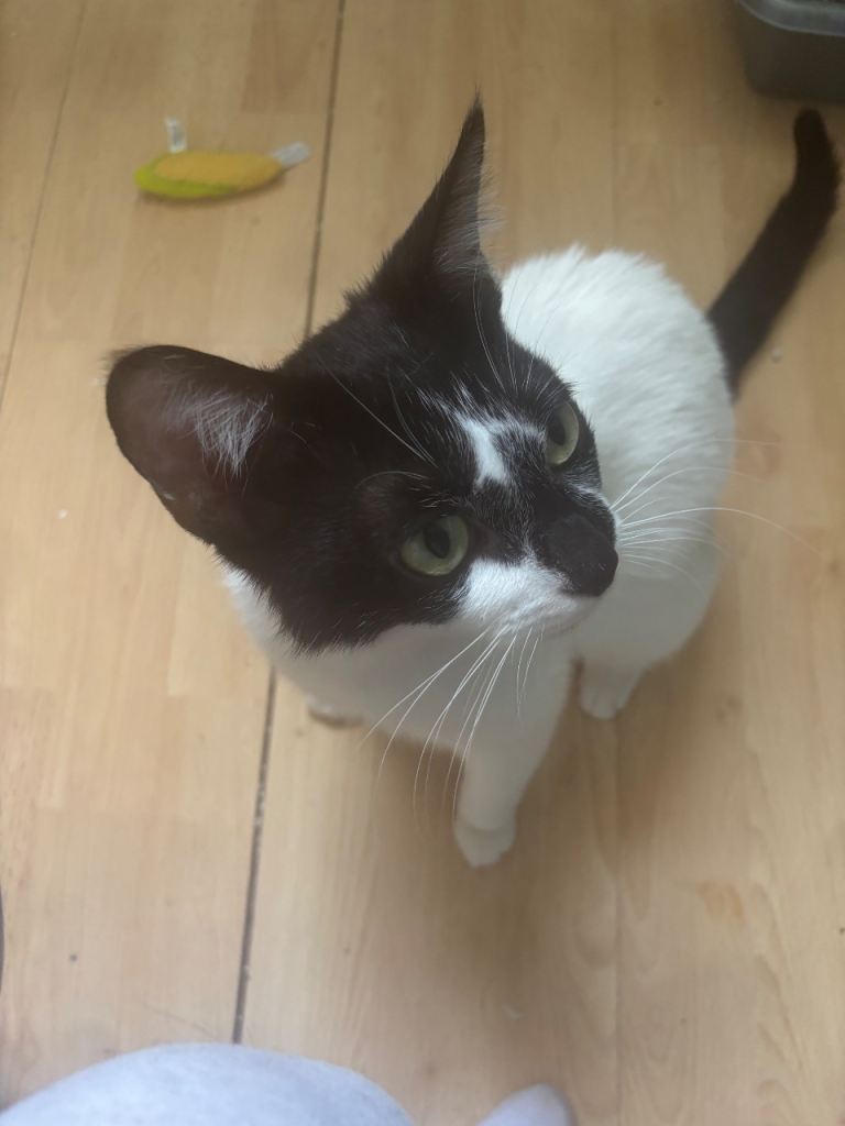 Rescue cat ❤️
