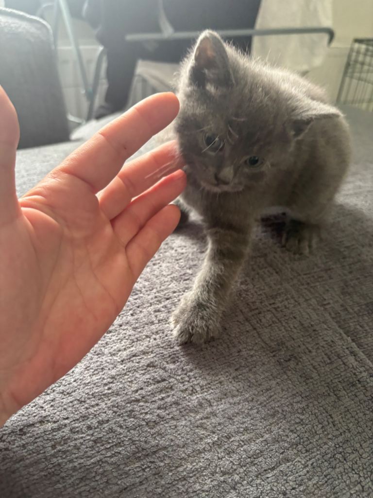 Kittens 