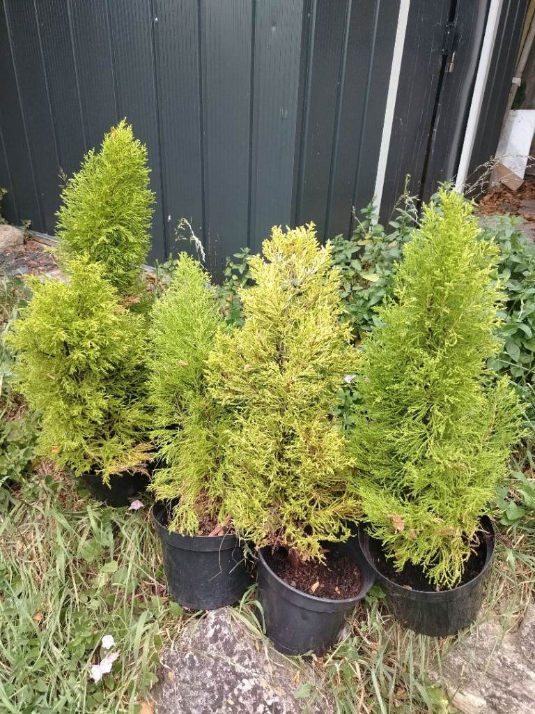8x fir vibrant green conifers trees