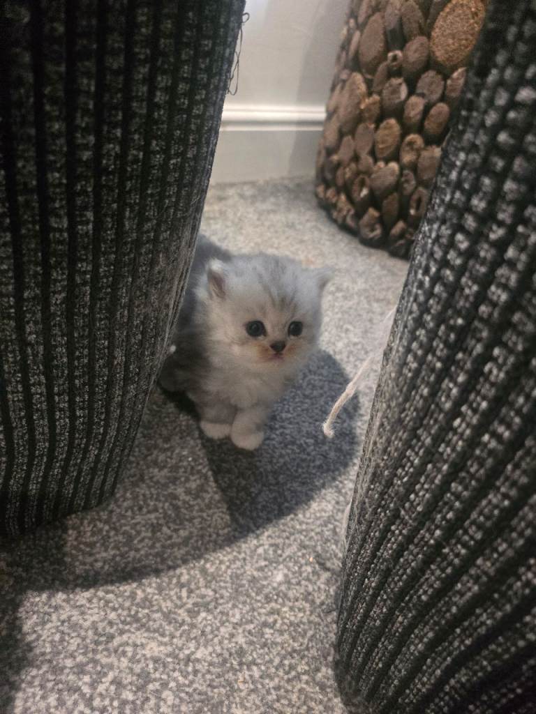 Ragdoll/persian kittens 