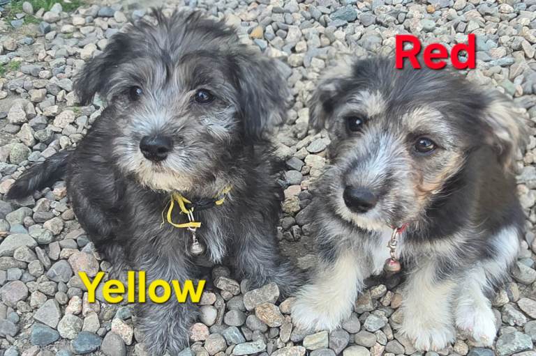 Maltese x Scottish Terrier pups - 2 girls left! *Price drop*
