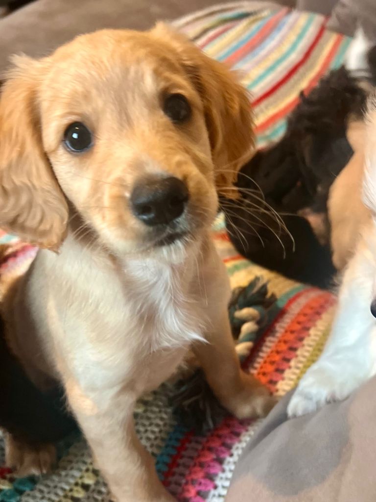 Beautiful flat coat cockapoo puppies for sale 