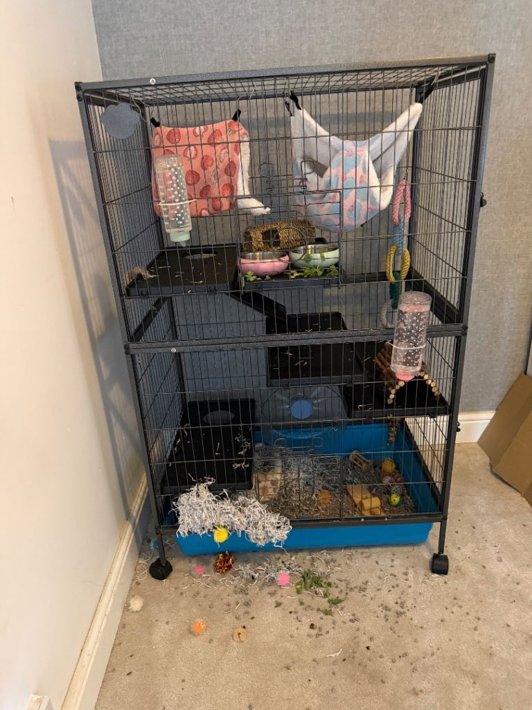 **REHOMING PET RATS**