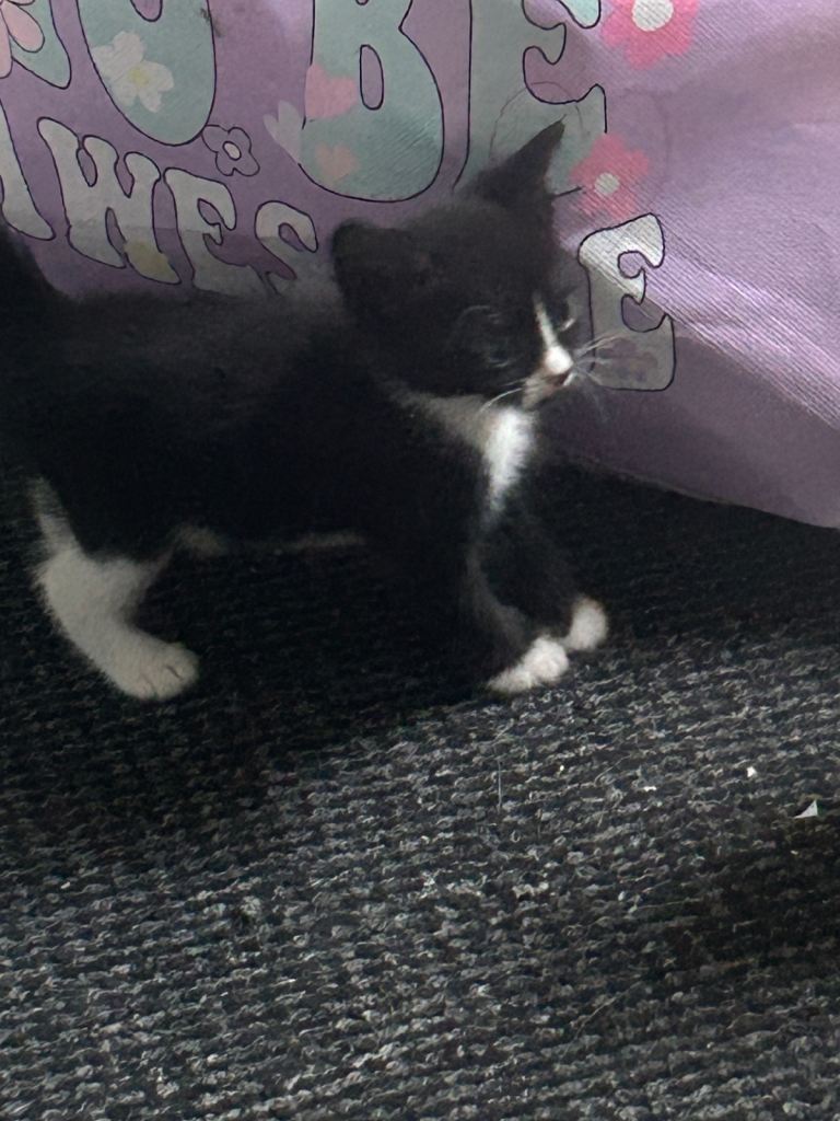 Kittens adorable