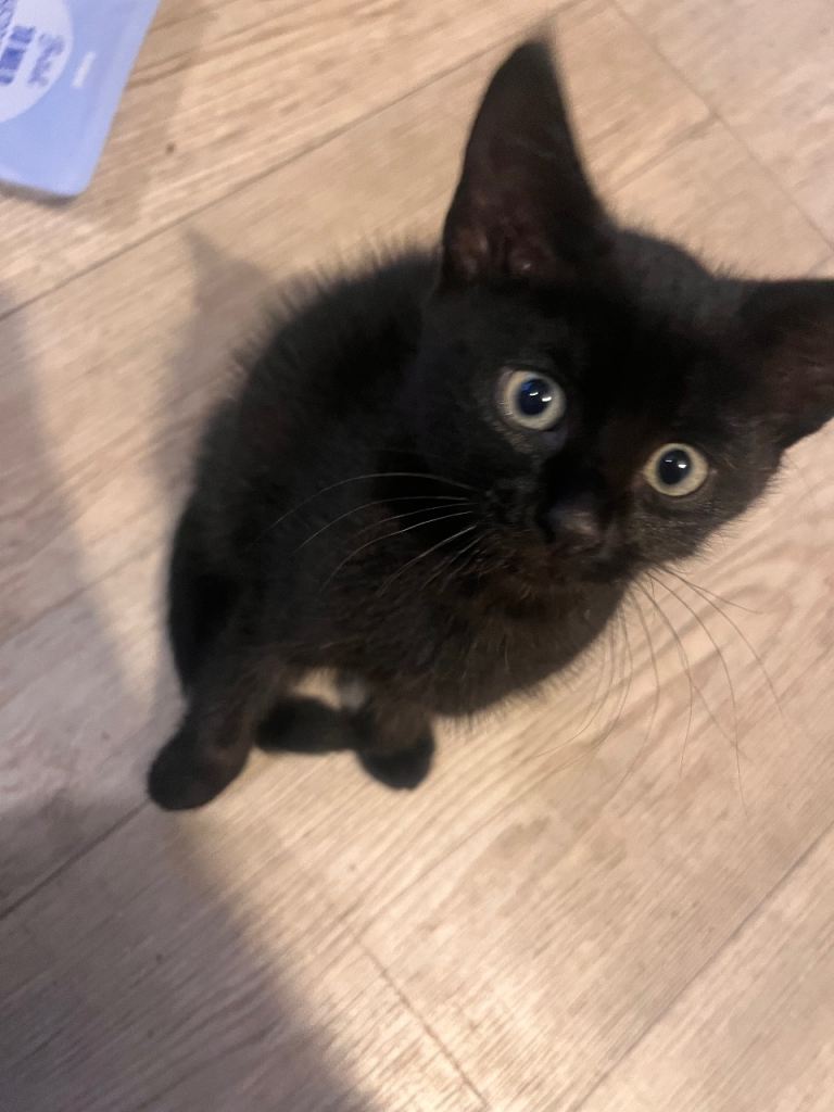 2 kittens 