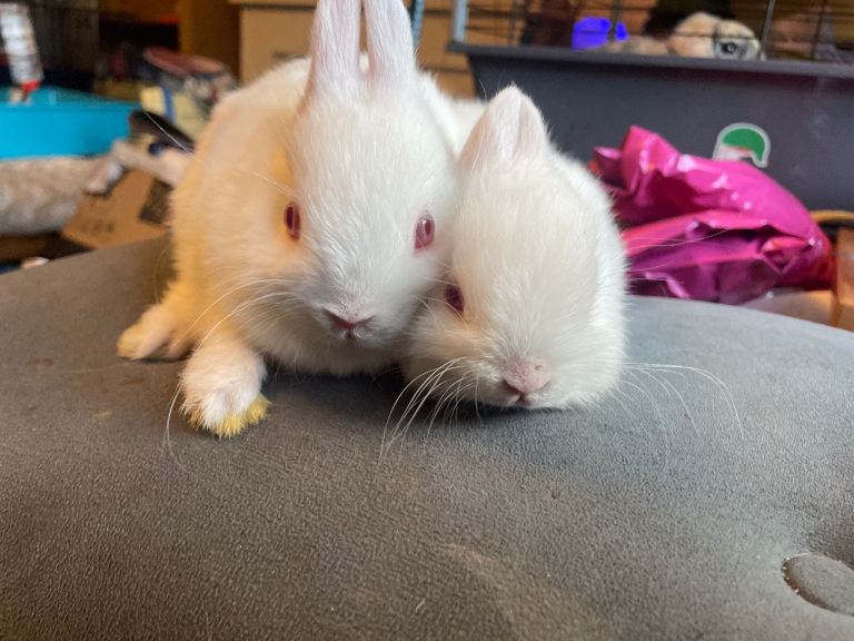 Baby, Netherland dwarfs